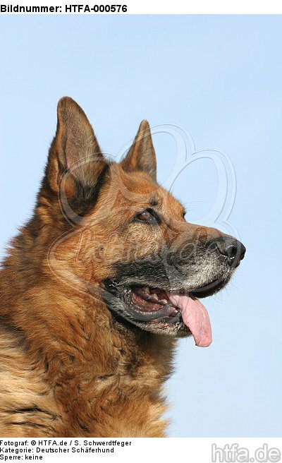 Deutscher Schäferhund Portrait / German Shepherd Portrait / HTFA-000576