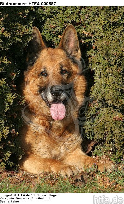 liegender Deutscher Schäferhund / lying German Shepherd / HTFA-000587