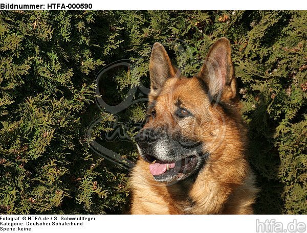 Deutscher Schäferhund Portrait / German Shepherd Portrait / HTFA-000590