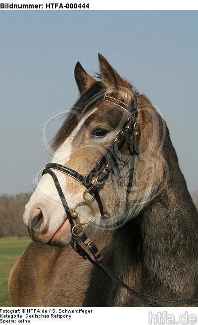 Deutsches Reitpony Portrait / pony portrait / HTFA-000444