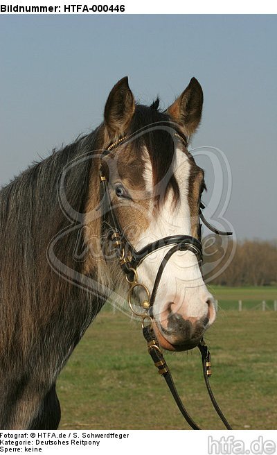 Deutsches Reitpony Portrait / pony portrait / HTFA-000446