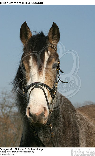 Deutsches Reitpony Portrait / pony portrait / HTFA-000448