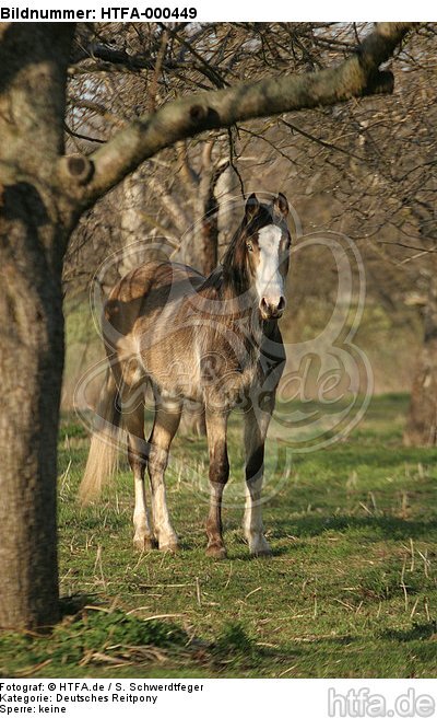 stehendes Deutsches Reitpony / standing pony / HTFA-000449