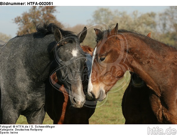 Deutsches Reitpony und Sachsen Anhaltiner Warmblut / pony and warmblood / HTFA-002051