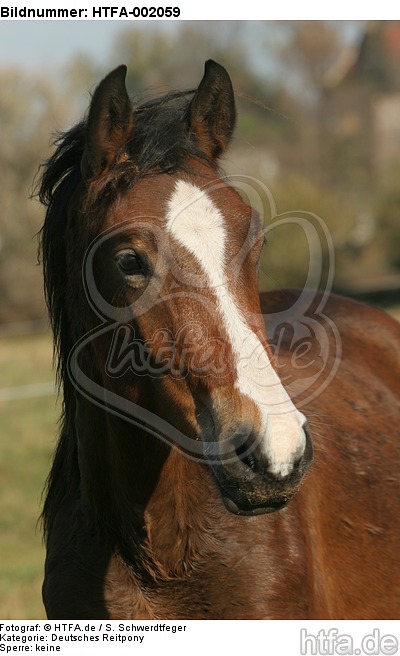 Deutsches Reitpony / pony / HTFA-002059