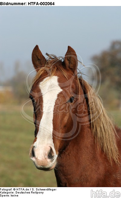 Deutsches Reitpony / pony / HTFA-002064