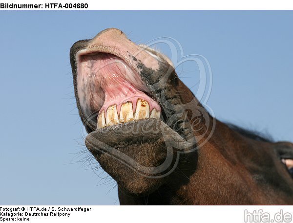 Deutscher Reitpony Hengst / pony stallion / HTFA-004680