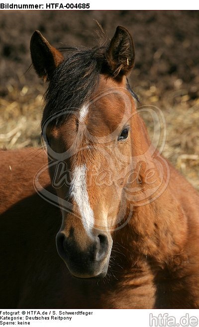 Deutsches Reitpony / pony / HTFA-004685