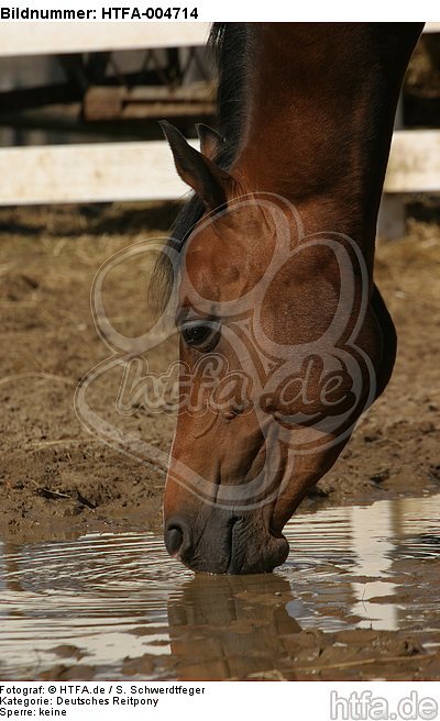 Deutsches Reitpony / pony / HTFA-004714