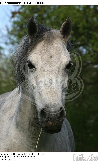 Deutsches Reitpony / pony / HTFA-004888