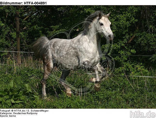 Deutsches Reitpony / pony / HTFA-004891