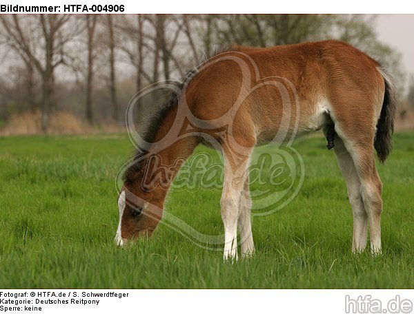 Deutsches Reitpony / pony / HTFA-004906