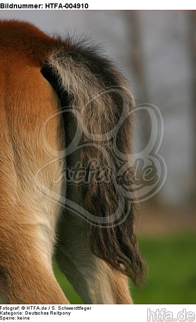 Deutsches Reitpony / pony / HTFA-004910