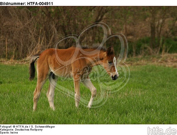 Deutsches Reitpony / pony / HTFA-004911