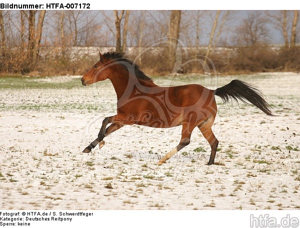 Deutsches Reitpony / pony / HTFA-007172