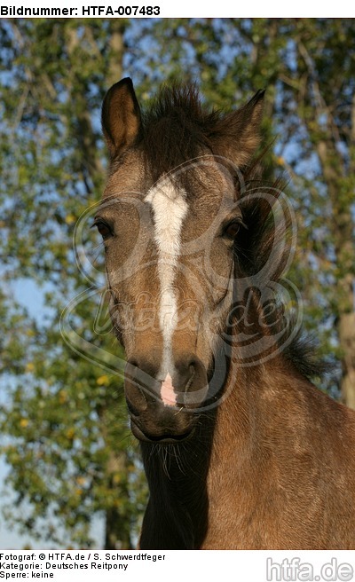 Deutsches Reitpony / Pony / HTFA-007483