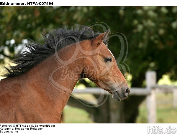 Deutsches Reitpony / pony / HTFA-007494