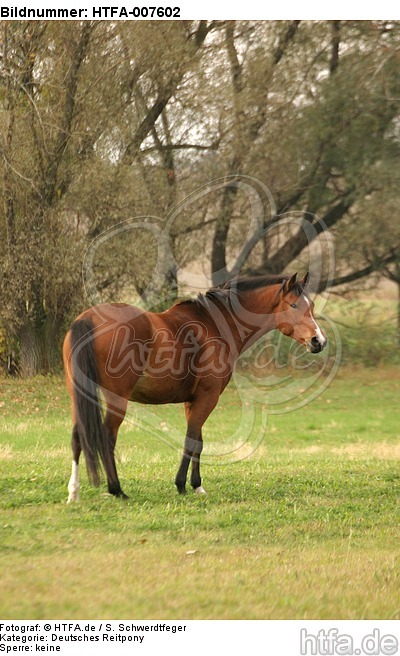 Deutsches Reitpony / pony / HTFA-007602