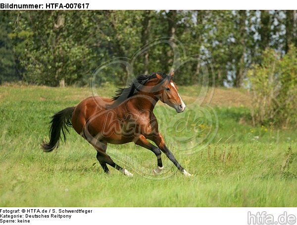 Deutscher Reitpony Hengst / pony stallion / HTFA-007617