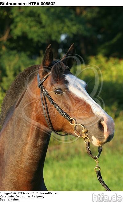 Deutsches Reitpony Portrait / pony portrait / HTFA-008932