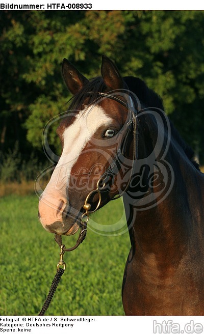 Deutsches Reitpony Portrait / pony portrait / HTFA-008933