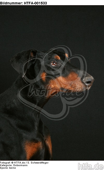 Dobermann / doberman pinscher / HTFA-001533