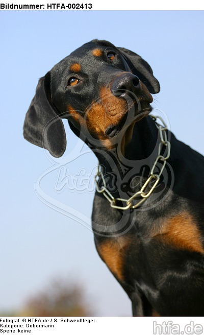 Dobermann / doberman pinscher / HTFA-002413