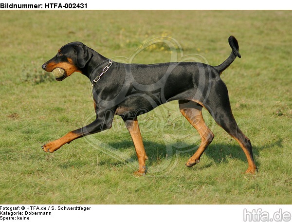 Dobermann / doberman pinscher / HTFA-002431