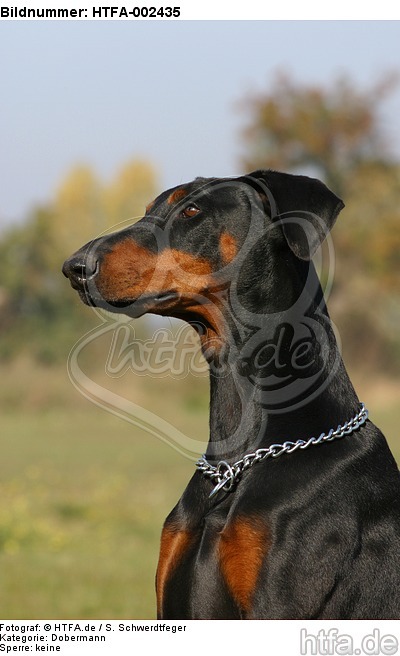 Dobermann / doberman pinscher / HTFA-002435