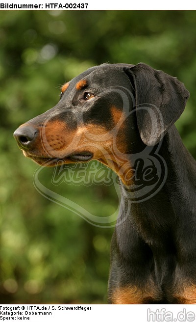 Dobermann / doberman pinscher / HTFA-002437