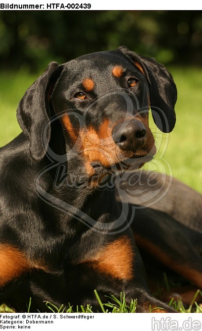 Dobermann / doberman pinscher / HTFA-002439