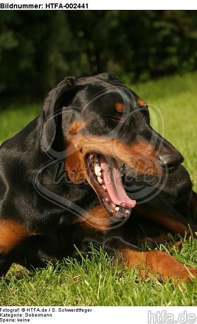 Dobermann / doberman pinscher / HTFA-002441