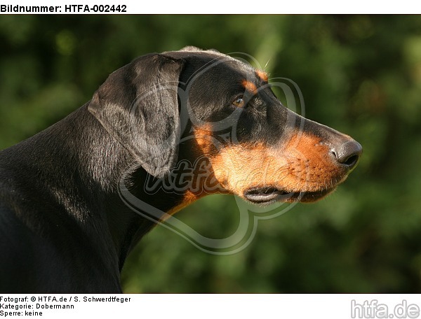 Dobermann / doberman pinscher / HTFA-002442