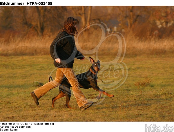 Dobermann / doberman pinscher / HTFA-002458