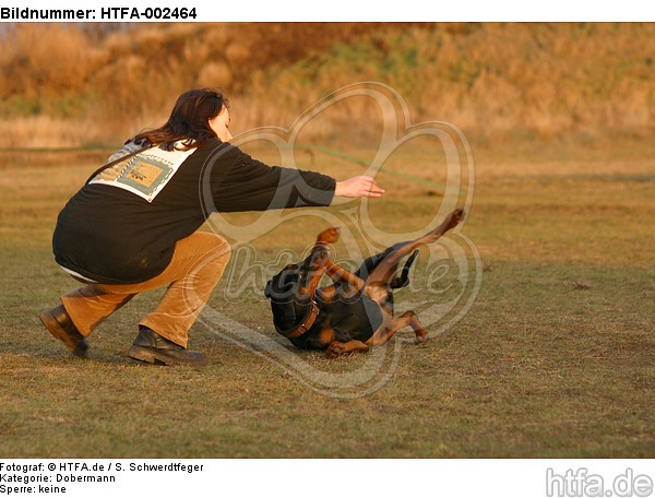 Dobermann / doberman pinscher / HTFA-002464