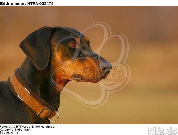 Dobermann / doberman pinscher / HTFA-002474