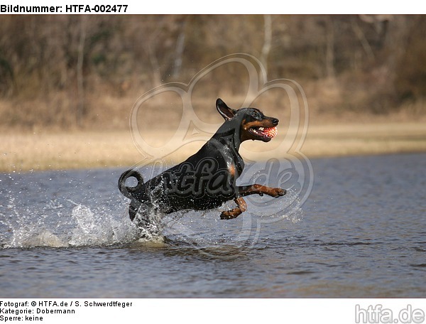 Dobermann / doberman pinscher / HTFA-002477