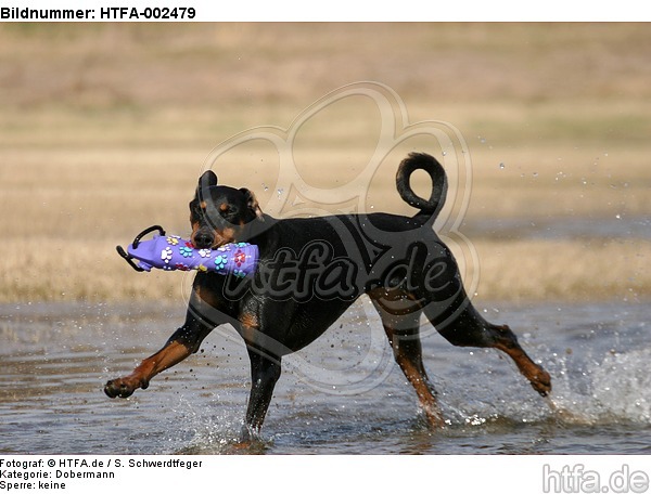 Dobermann / doberman pinscher / HTFA-002479