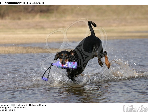 Dobermann / doberman pinscher / HTFA-002481