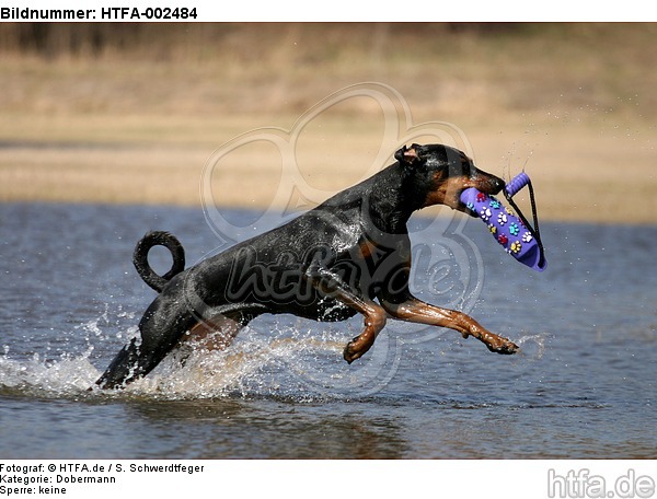 Dobermann / doberman pinscher / HTFA-002484