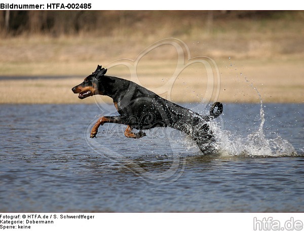 Dobermann / doberman pinscher / HTFA-002485