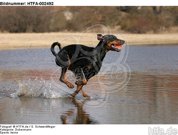 Dobermann / doberman pinscher / HTFA-002492