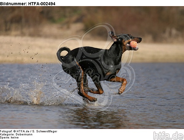 Dobermann / doberman pinscher / HTFA-002494