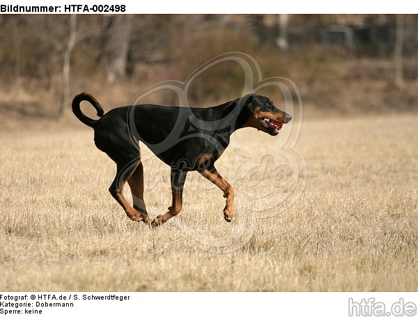 Dobermann / doberman pinscher / HTFA-002498