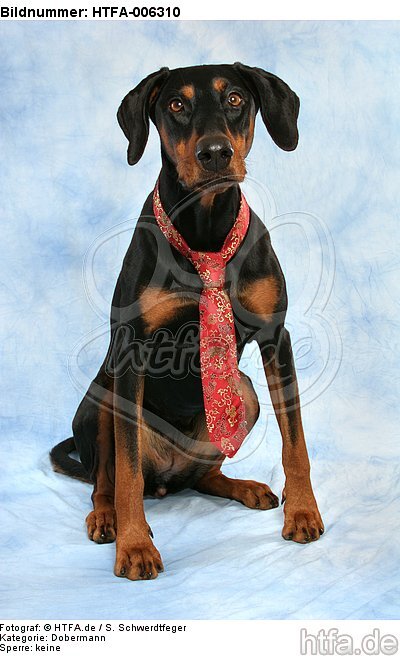 Dobermann / doberman pinscher / HTFA-006310