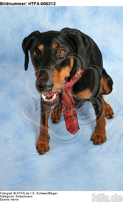 Dobermann / doberman pinscher / HTFA-006313