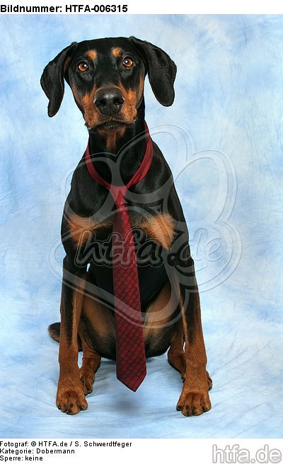 Dobermann / doberman pinscher / HTFA-006315