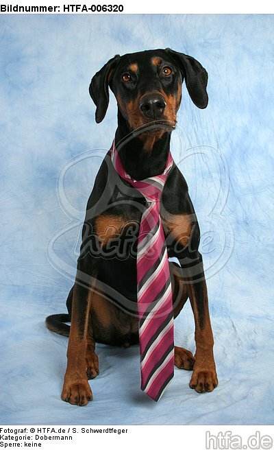 Dobermann / doberman pinscher / HTFA-006320