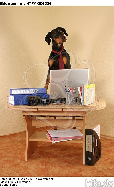 Dobermann / doberman pinscher / HTFA-006336