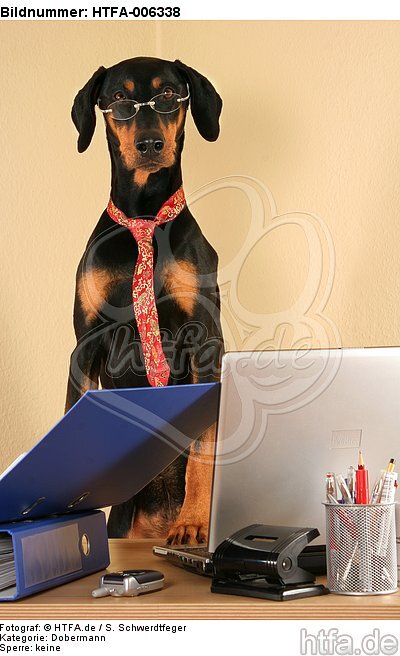 Dobermann / doberman pinscher / HTFA-006338